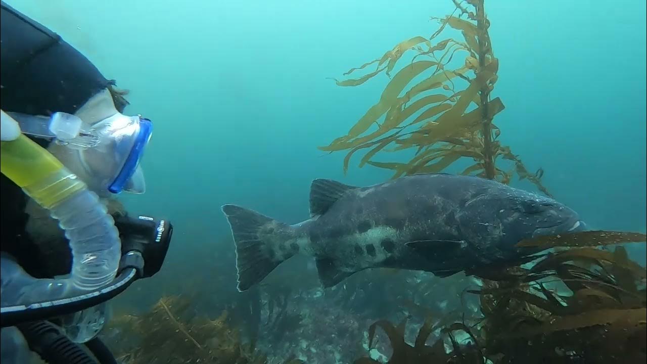 Diving with Giant Sea Bass Catching Lobsters by Hand (San Diego CA) YouTube