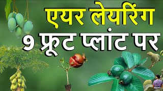 इन 9 फलदार पौधो पर अभी करे एयर लेयरिंग। Air Layering On 9 Fruit Plant .