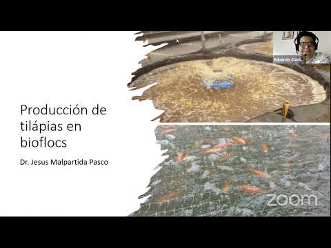 Vídeo: Efectos Suplementarios Del Polvo De Biofloc En El Rendimiento Del Crecimiento, La Inmunidad Innata Y La Resistencia A Las Enfermedades Del Camarón Blanco Del Pacífico Litopenaeus V