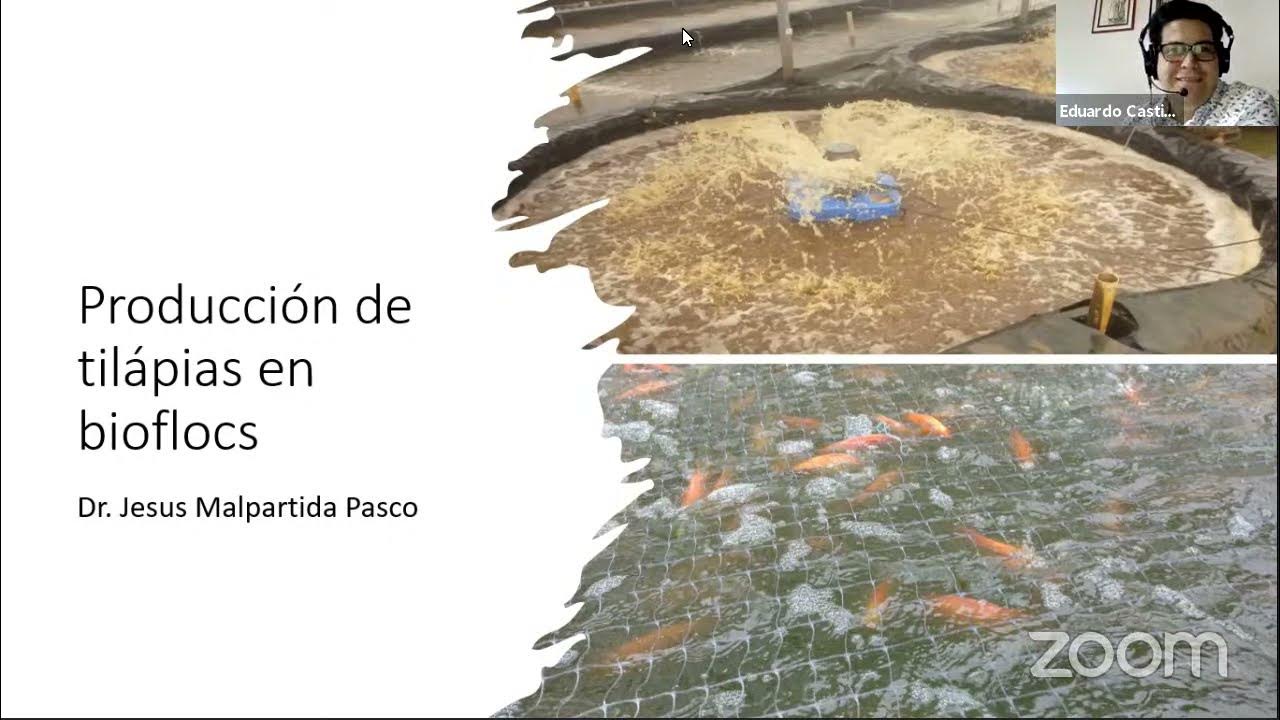 Cultivo de Tilapia Utilizando la Tecnología de Biofloc Dr. Jesús Malpartida YouTube