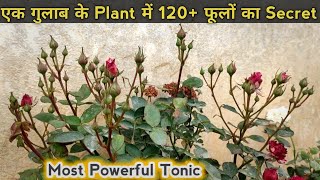 Best Fertilizer For Rose Plant | एक बार देते ही सैकड़ों फूल खिल गए | Rose Gardening Secret