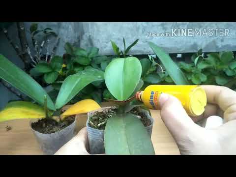 HOW TO OVERCOME ROOT LEAVES ON PHALAENOPSIS ORCHIDS
