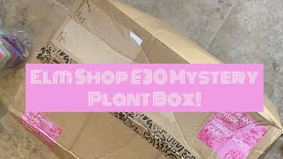 Mystery £30 House Plant Box Unboxing From Elm