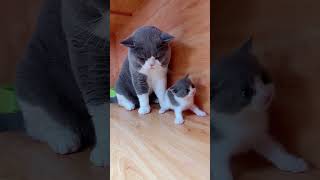 Top Video Cute Baby Cat #rivalvideos #trendingvideo #catmeow