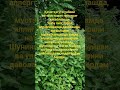 Qichitqi o't - крапива. аллергия давоси.