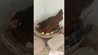 peacock eggs hatching with hen 1000% Kamyabi k sath