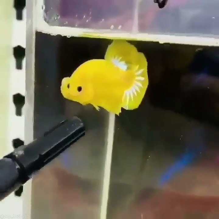 ikan cupang unik | tiktok ikan cupang