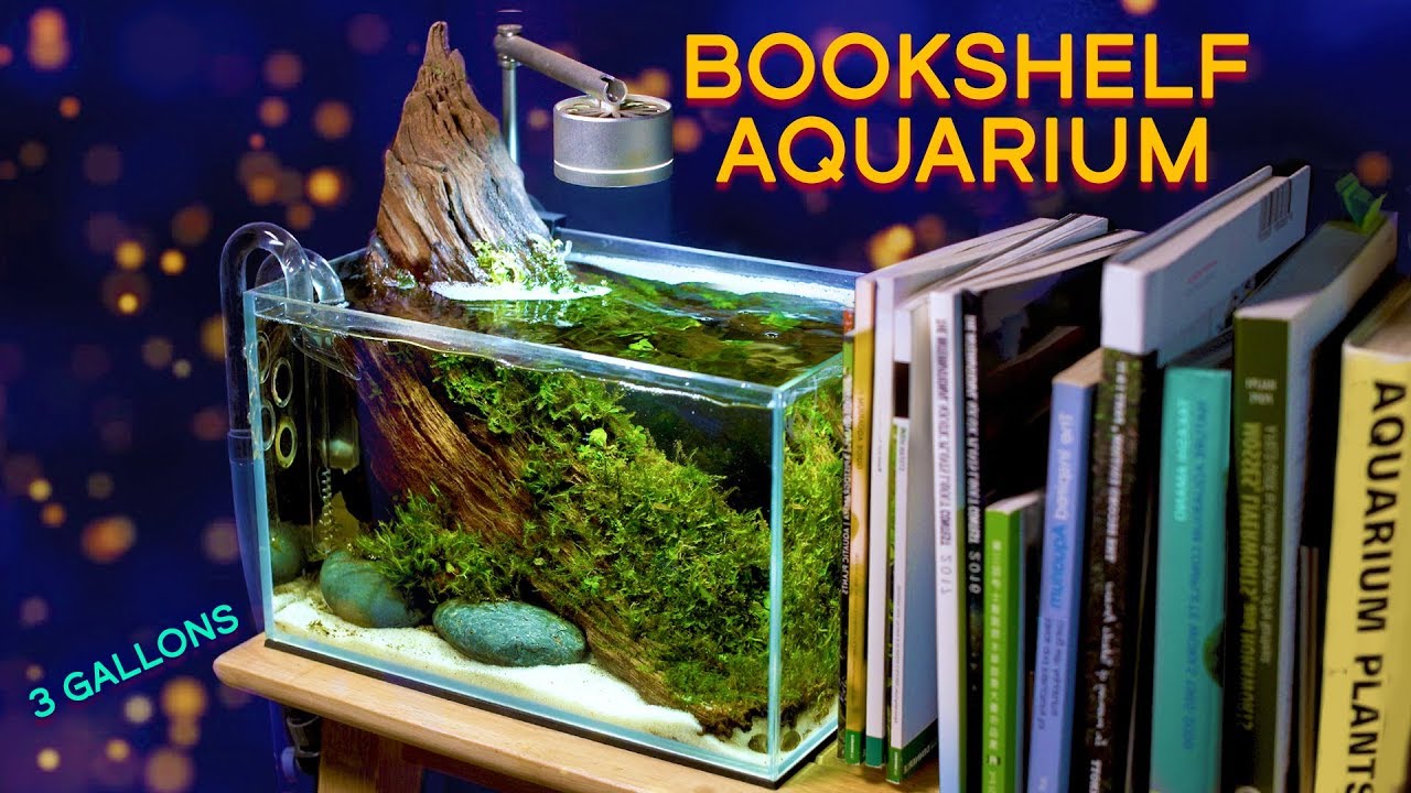 Aquarium Goals The Bookshelf Aquarium Tiny Aquascape Youtube