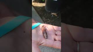 Found a Hummingbird moth cocoon and it started moving around in my hand! Important pollinator!