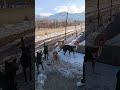feeding stray dogs in freezing winter.