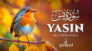 Surah Yaseen (Yasin) سورة يس | Relaxing Lofi Quran for Spiritual Tranquility | Al-Tawheed