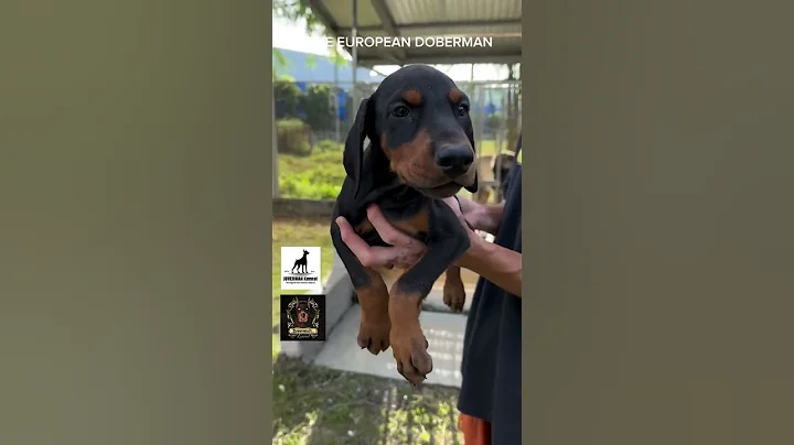 𝙿𝚄𝚁𝙴 𝙴𝚄𝚁𝙾𝙿𝙴𝙰𝙽 𝙳𝙾𝙱𝙴𝚁𝙼𝙰𝙽  𝙿𝚄𝙿𝙿𝙸𝙴𝚂