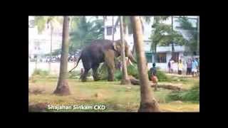 Elephant attack near chavakkad town Part 2