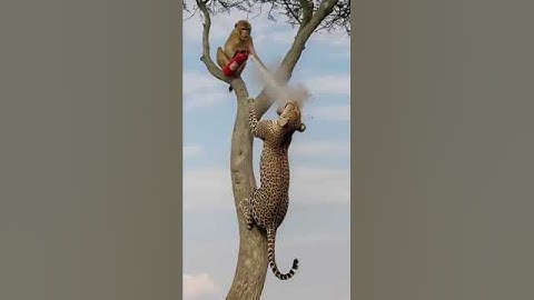 Leopard Vs Monkey,Jungle Fire Drill Gone Wild.🔥🔥🐅🤣#Shorts#funny #tranding