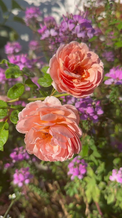 Best Flowers to Plant in Florida Zone 10: Vibrant Blooms That Thrive 3 Best Flowers to Plant in Florida Zone 10: Vibrant Blooms That Thrive