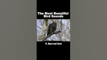Thumbnail of These Rare Bird Songs Will Leave You SPEECHLESS!