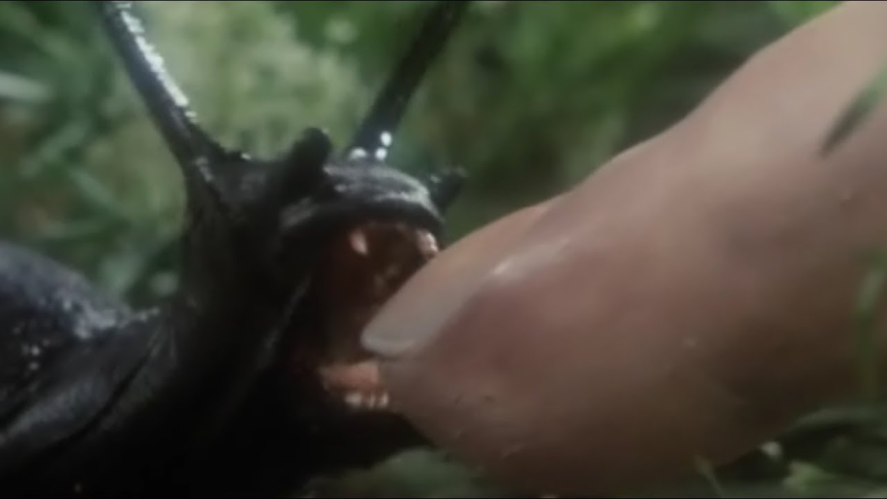 7分钟看 蛞蝓之灾 黏黏虫也能翻身变异成恶魔 Youtube