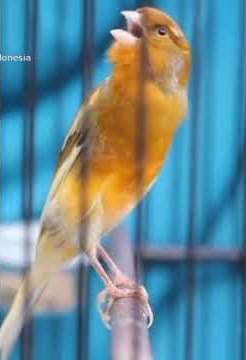 Kenari F1 sang juara lomba _ gacor parah
