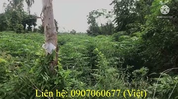 Bán lô đất 14x50m, MẶT TIỀN ĐƯỜNG nhựa 12m liên xã Bình Giã - Đá Bạc, Huyện Châu Đức.