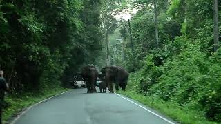 Wild elephant Khao Yai np. Thailand