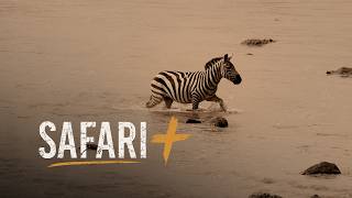 The crossing - SafariPlus