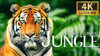 Ultimate Survival Jungle 4K 🐾 Discovery Relaxation Film With Calm Relaxing Music & Nature Video