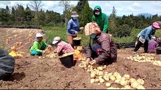 Kunjungan Kerja Bupati Humbang (PANEN KENTANG) @hRdaun