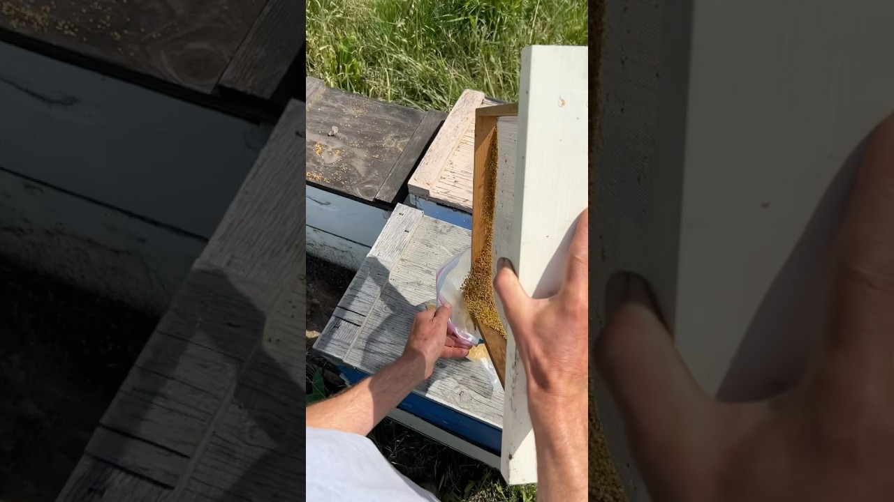 Collecting Bee Pollen! 🌸🐝 