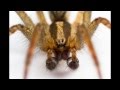 Photographing a male grass spider