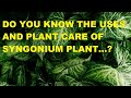 How to grow and care syngonium plant