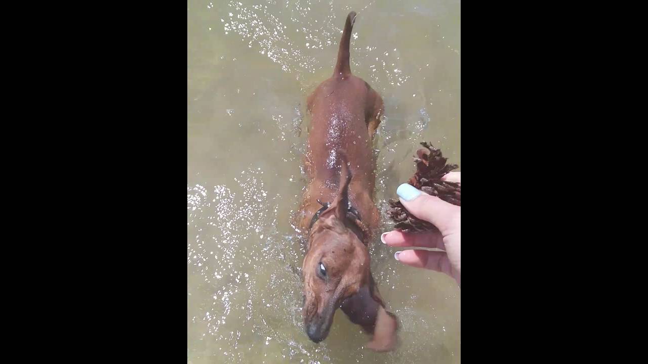 Море таксы и еда феодосия