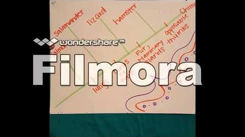 How to Create a Phylogenetic Tree
