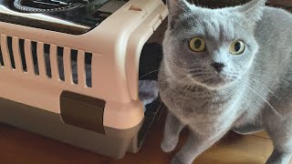 10 months after rescue cat adoption | carrier challenge (long term) | British Shorthair by Little but Graceful 349 views 2 years ago 6 minutes, 18 seconds