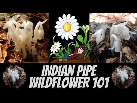 Video: Información de Indian Pipe: dónde crece Indian Pipe y para qué se utiliza