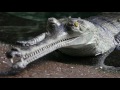 Conservation du gavial au zoo du bronx