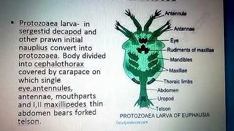 Larval Forms of crustacea part 2 by Mr. Amit devaliya