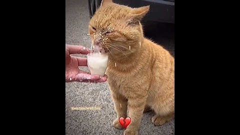 cat drinking milk 😂 #youtubeshorts #shortfeed #short