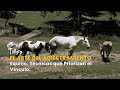 El Arte del Adiestramiento Equino: Técnicas que Priorizan el Vínculo - TvAgro por Juan Gonzalo Angel