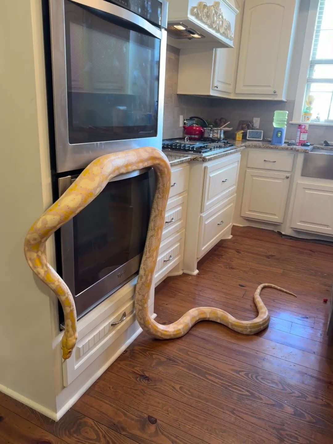Pet Snake Explores the Kitchen in Curiosity