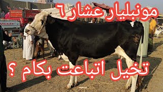 اسعار البقر العشر بسوق الزقازيق ٢٠٢٣/١٠/١٧ بقره عشر ب ٣٧٥٠٠ ج وفلاحه اشترتها من تاجر وهيا متردده