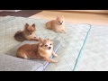 わがままな理事長。。困った八丁目