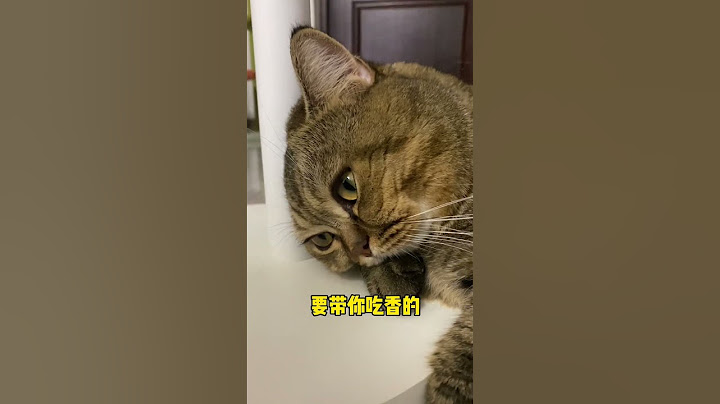 隔着屏幕我都能感觉到小猫咪的心如死灰……#一只肥七七 #萌宠出道计划