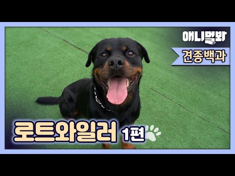 Fierce Dog Rottweiler Can Also Become A Docile Doggo