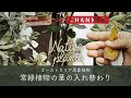 【オージープランツ】常緑植物の葉の入れかわりについて