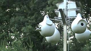 Tree Swallow Diary 2011 Part 11 - Baby takes a peek