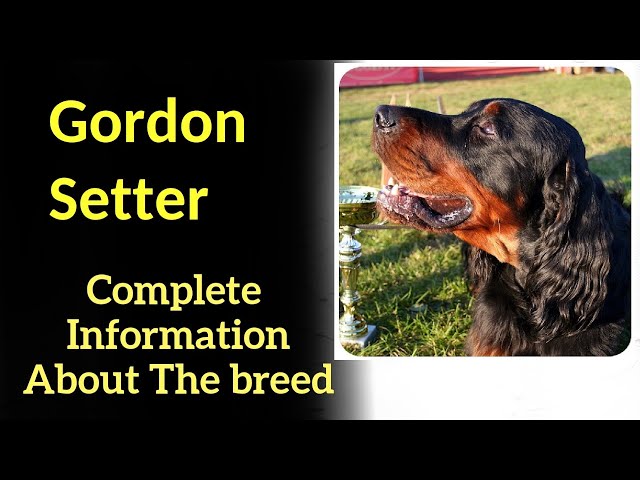 Gordon Setter. Pros and Cons, Price, How to choose, Facts, Care, History class=