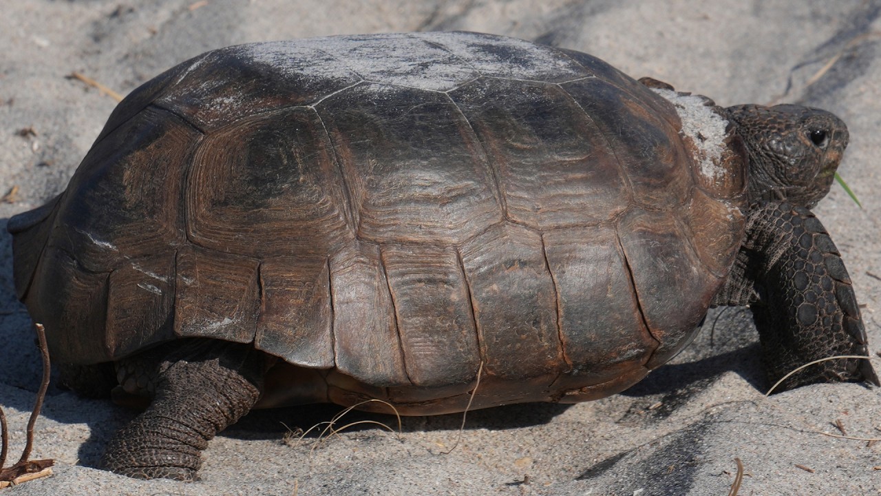 Wild Tortoise | Cape Canaveral