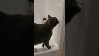 Winston Exploring the Shower