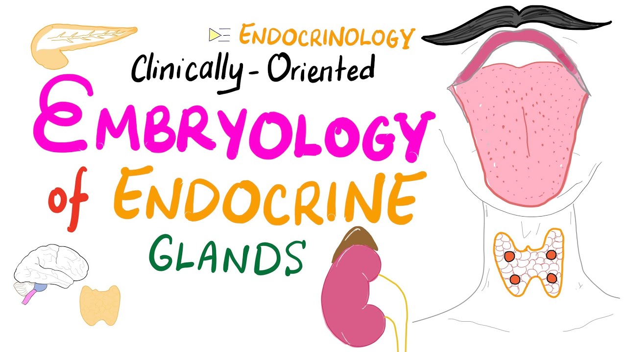 Embryology of Endocrine Glands Pituitary, Thyroid, Adrenals