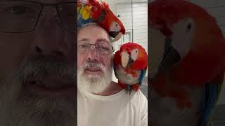 Meet The Most Affectionate Scarlet Macaws In The World